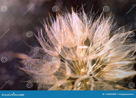 giant dandelion plant
