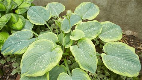 giant hostas for shade