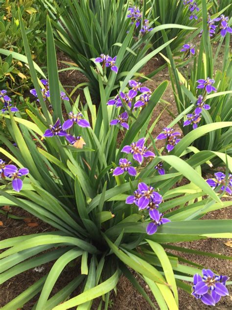 giant iris plant
