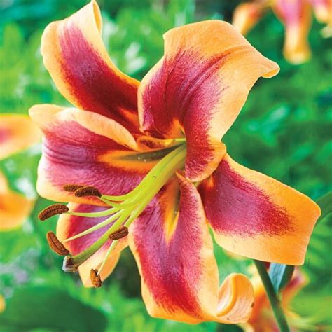 giant lily bulbs