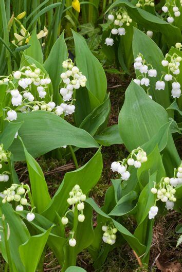 giant lily of the valley