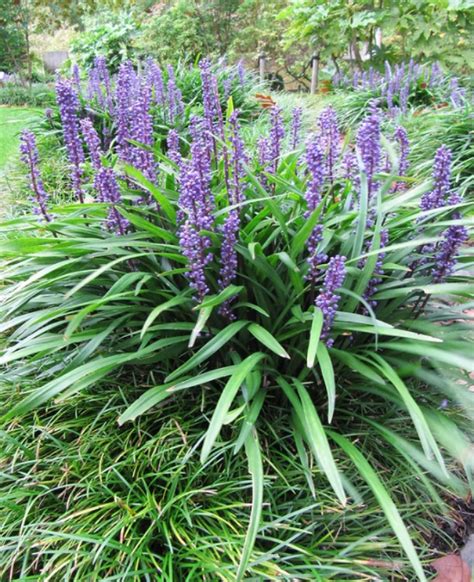 giant liriope