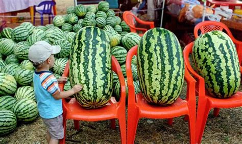 giant melons