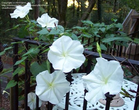 giant moonflower