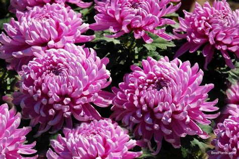 giant mums