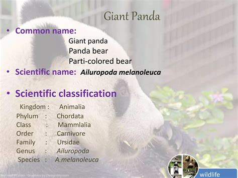 Giant Panda Classification Chart