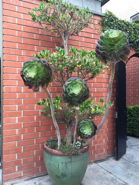 giant succulent plants