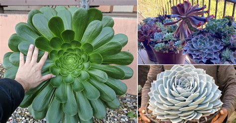 giant succulents