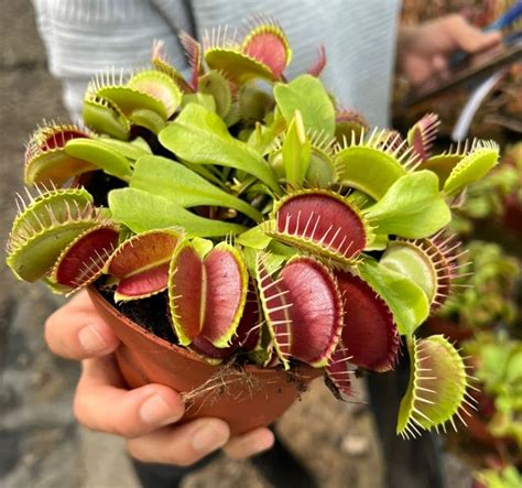 giant venus fly trap