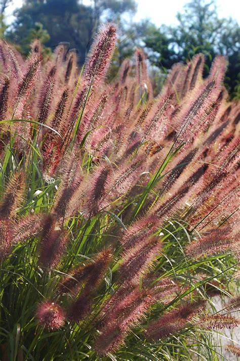 ginger love fountain grass