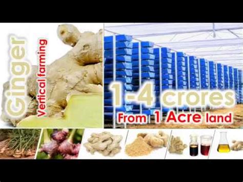ginger vertical farming