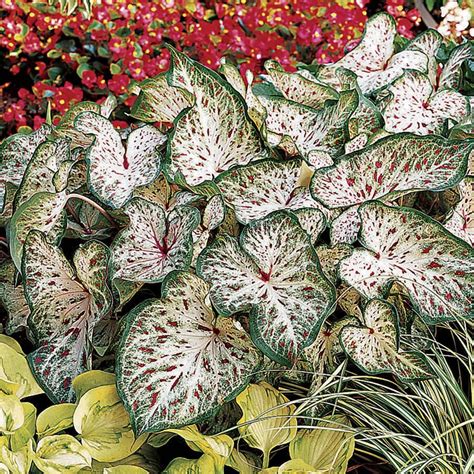 gingerland caladium