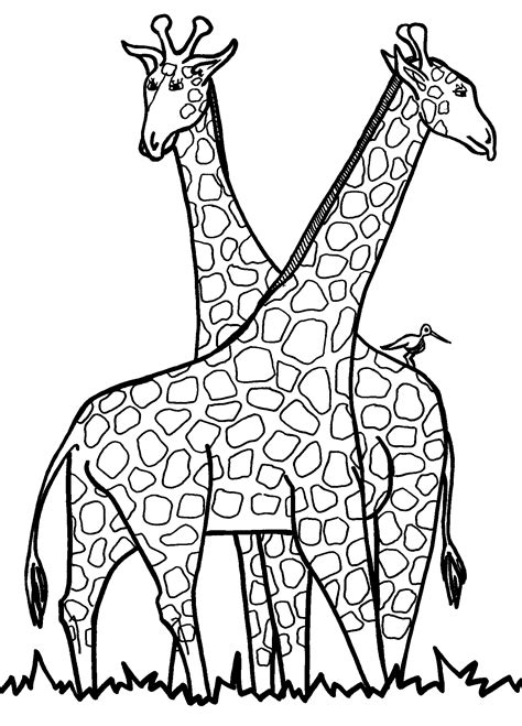 giraffe colouring pages