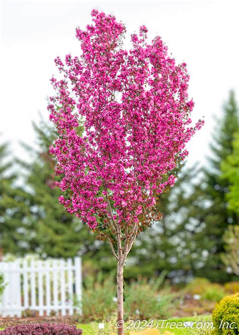 gladiator crabapple
