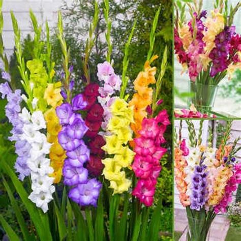 gladiolus bulbs for sale