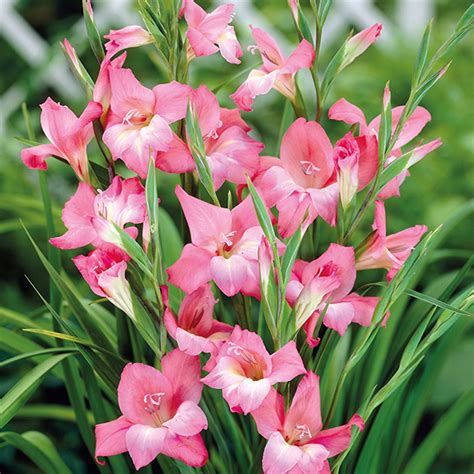 gladiolus charming beauty