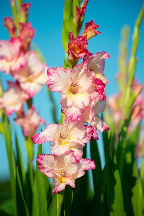 gladiolus flower month