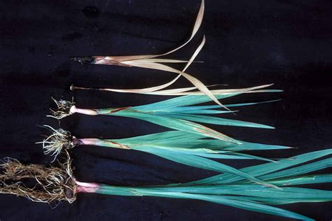 gladiolus fusarium rot