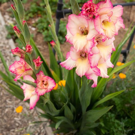 gladiolus in planters