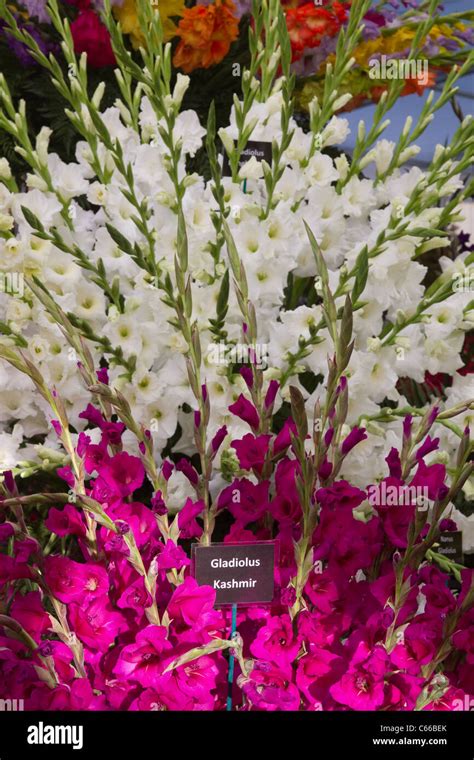 gladiolus kashmir