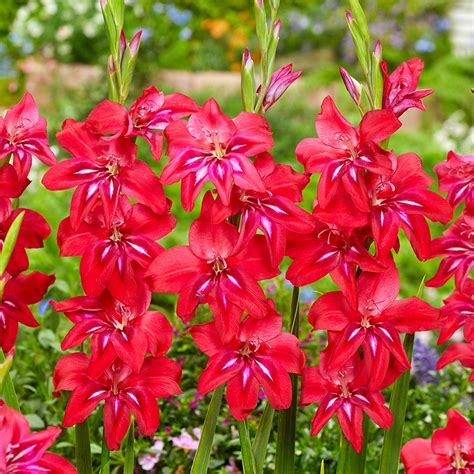 gladiolus nanus robinetta