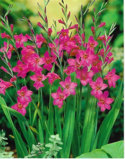 gladiolus perennial