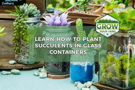 glass container succulents