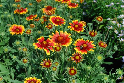 goblin blanket flower