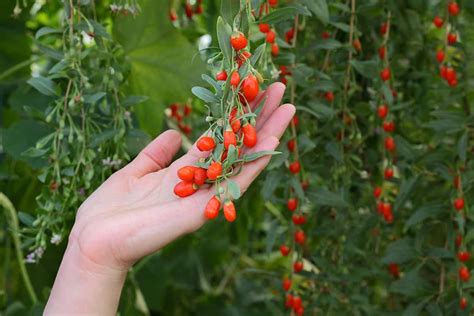 goji berry companion plants