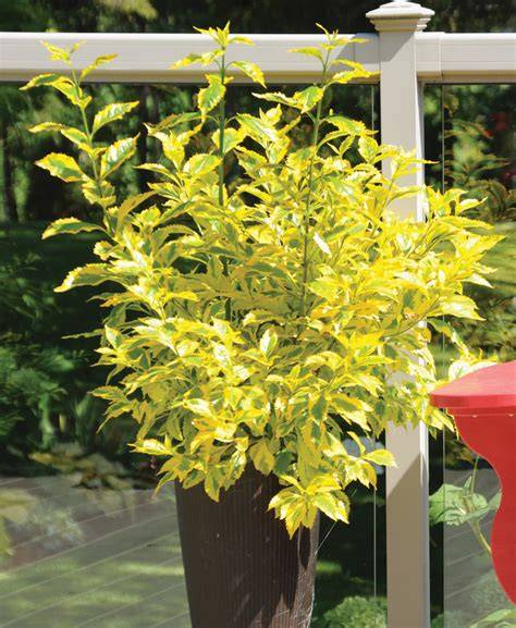 gold edge duranta