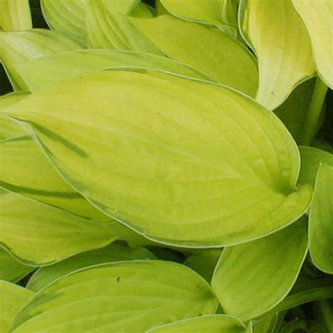 gold hosta