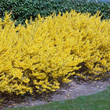 gold tide forsythia