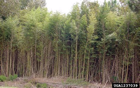golden bamboo invasive