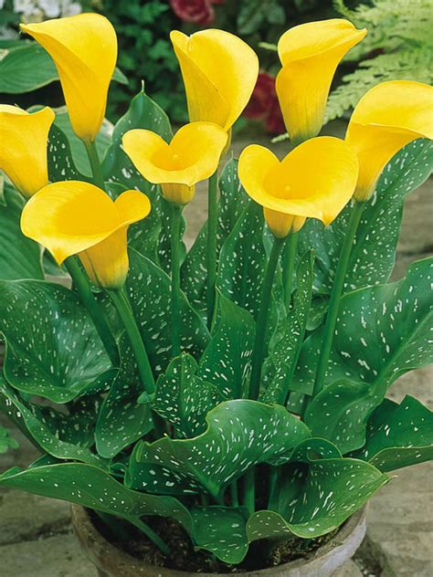 golden calla lily