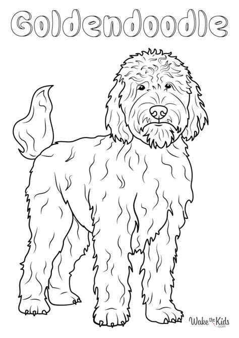 golden doodle coloring pages