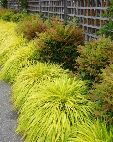 golden japanese forest grass