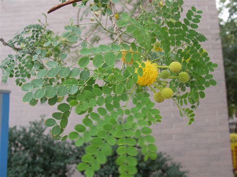 golden lead ball tree