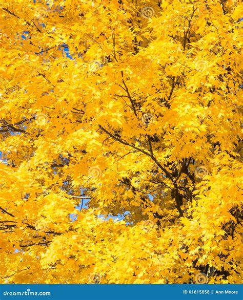 golden maple tree