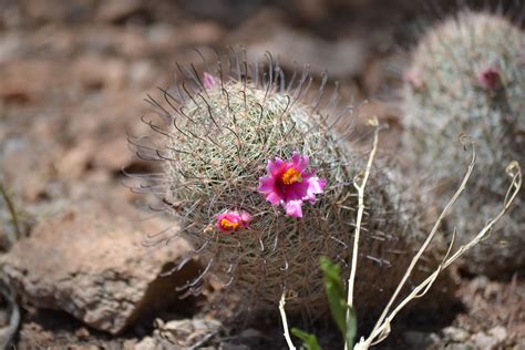 golden pincushion cactus