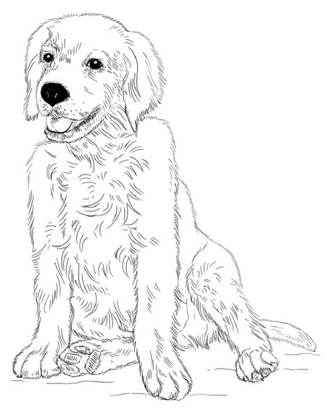 golden retriever coloring pages