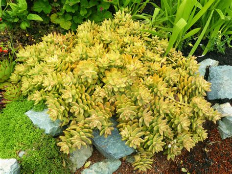 golden sedum