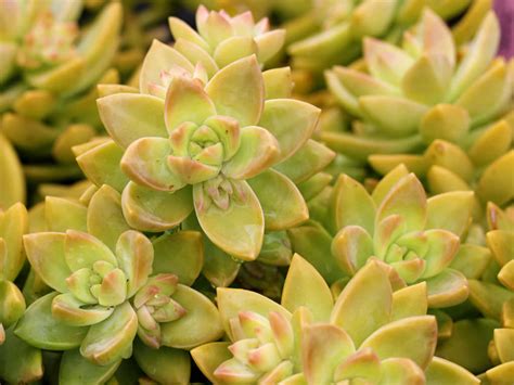 golden sedum plant