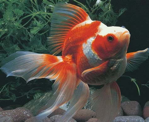 goldfish species