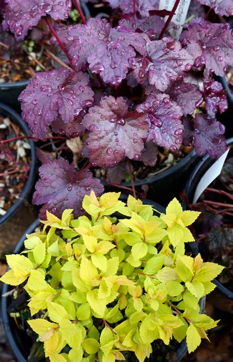 goldmound spirea companion plants