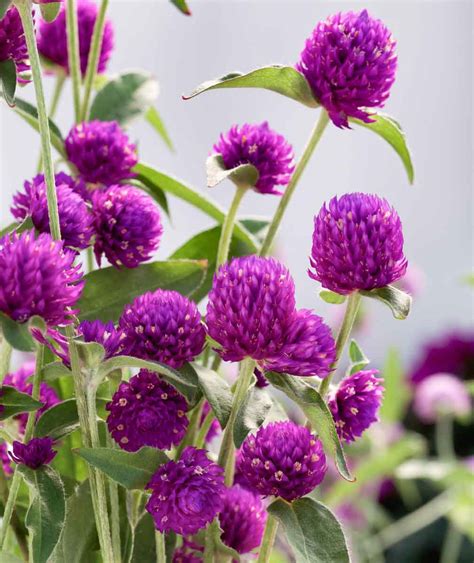 gomphrena ping pong purple