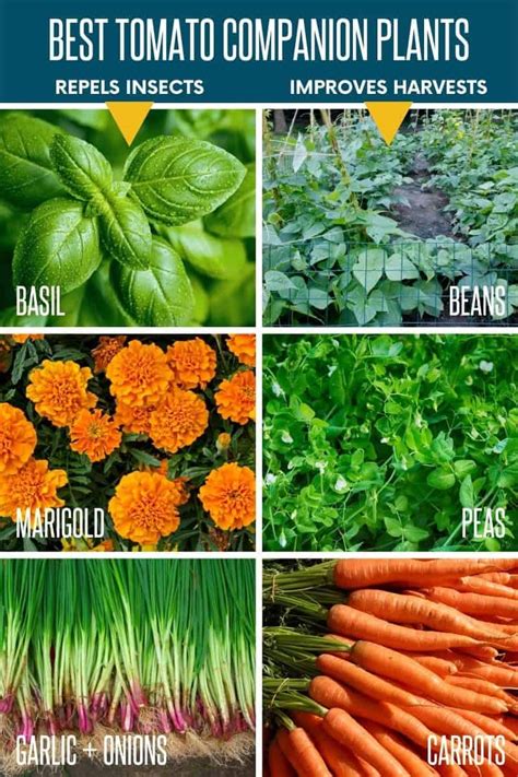 Companions for Tomatoes: The Ultimate Guide