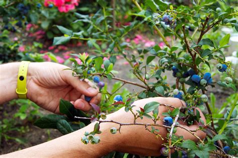 good companion plants for blueberries