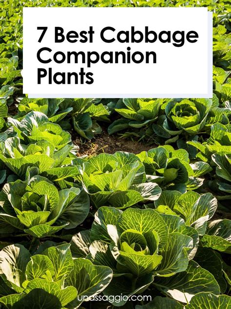 good companion plants for cabbage