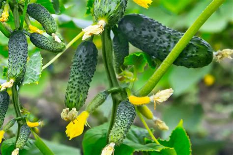 good companion plants for cucumbers