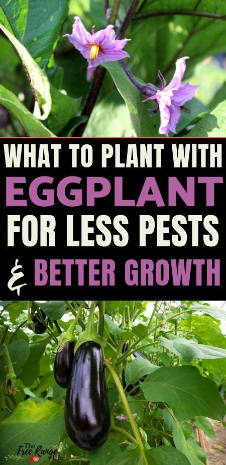 good companion plants for eggplant